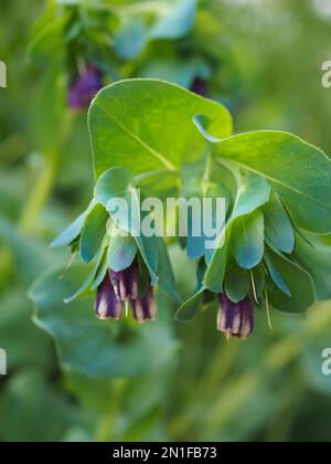 Gros plan sur le Cerinthe fleurs du grand 'Kiwi Blue' (millepertuis) et feuillage glacous qui poussent en été dans un jardin de chalet britannique Banque D'Images