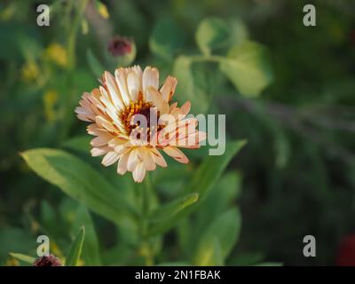 Calendula officinalis 'Sunset Buff' (English, Common ou Pot marigold) fleur de gros plan en été dans un jardin de coupe au Royaume-Uni avec un espace pour la copie Banque D'Images