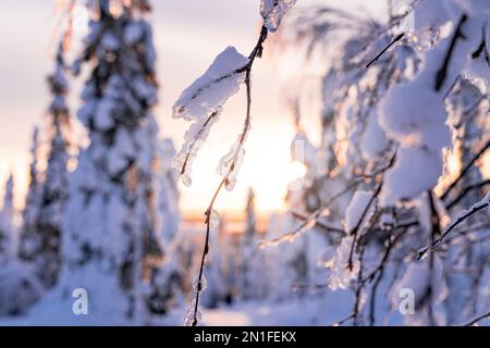 Gros plan des branches d'arbres couvertes de neige au lever du soleil, Laponie, Finlande, Europe Banque D'Images