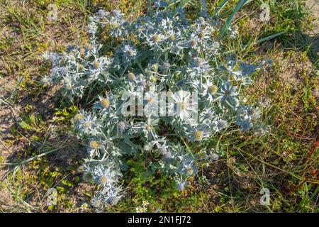 Eryngium maritimum (Sea Holly) prospère sur la plage Banque D'Images