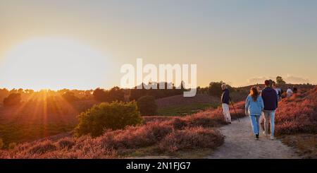 Rheden, pays-Bas - 24 août 2020: Visiteurs du parc national Veluwezoom profitant du coucher de soleil sur les collines Posbank avec la lande pourpre en fleur Banque D'Images