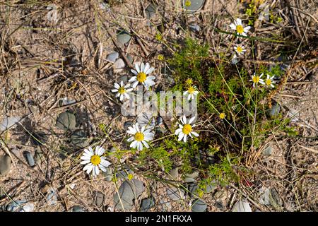 Tripleurospermum maritimum Banque D'Images