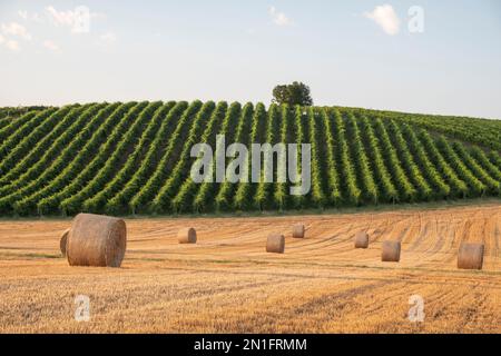 Vignobles et balles de foin en campagne, Italie, Europe Banque D'Images