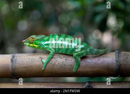 Panther caméléon (Furcifer pardalis) sur l'île de Nosy Komba, au nord-ouest de Madagascar, Océan Indien, Afrique Banque D'Images