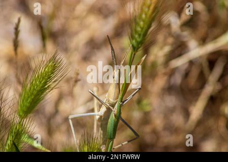 Truxalis nasuta, Fynyface Locust avec espace de copie et un fond naturel en mode paysage Banque D'Images