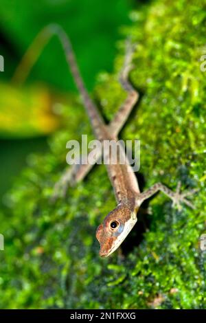 Anolis, Anole Lizard, Forêt tropicale, Costa Rica, Amérique Banque D'Images