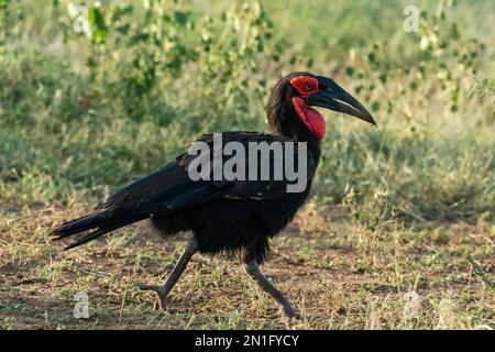 Hornbill au sol méridional (Bucorvus leadbeateri), parc national du lac Manyara, Tanzanie, Afrique de l'est, Afrique Banque D'Images