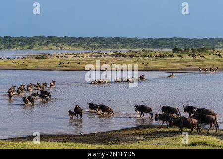 Le flétrissement bleu (Connochaetes taurinus) traversant le lac Ndutu, aire de conservation du Ndutu, Serengeti, Tanzanie, Afrique de l'est, Afrique Banque D'Images