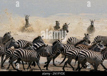 Zèbres communes (Equus quagga), zone de conservation de Ndutu, Serengeti, Tanzanie, Afrique de l'est, Afrique Banque D'Images