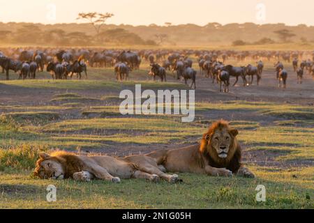 Deux lions mâles (Panthera leo) se reposant alors que le flétrissement (Connochaetes taurinus) se rassemblent pour boire, Serengeti, Tanzanie, Afrique de l'est, Afrique Banque D'Images