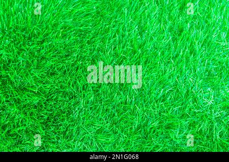 Image d'arrière-plan de pelouse verte Banque D'Images