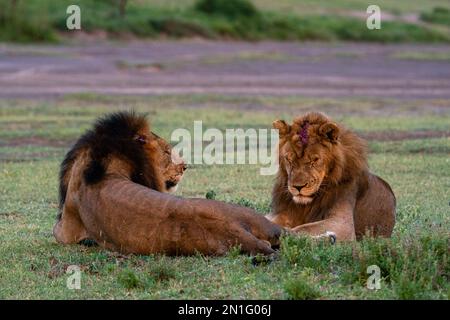 Deux lions mâles adultes (Panthera leo), un blessé sur le front après un combat territorial, Serengeti, Tanzanie, Afrique de l'est, Afrique Banque D'Images