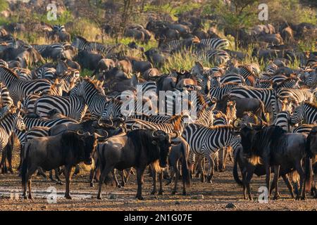 Le flétrissement bleu (Connochaetes taurinus) et les zèbres communes (Equus quagga) au lac Ndutu, Serengeti, Tanzanie, Afrique de l'est, Afrique Banque D'Images