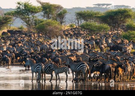 Le flétrissement bleu (Connochaetes taurinus) et les zèbres communes (Equus quagga) au lac Ndutu, Serengeti, Tanzanie, Afrique de l'est, Afrique Banque D'Images