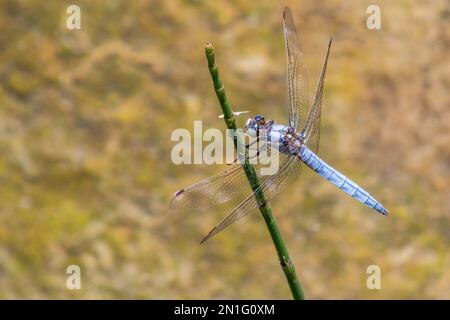 Orthetrum brunneum, Dragonfly de Skimmer du Sud avec espace de copie et un fond naturel en mode paysage Banque D'Images