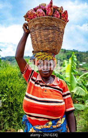 Femme portant un panier de patates douces sur la tête dans l'ouest du Rwanda, en Afrique Banque D'Images