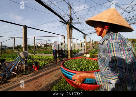 Agriculteur au travail, agriculture, potagers biologiques dans le village de Tra que, Hoi an, Vietnam, Indochine, Asie du Sud-est, Asie Banque D'Images