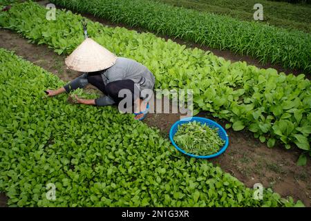 Agriculteur au travail, agriculture, potagers biologiques dans le village de Tra que, Hoi an, Vietnam, Indochine, Asie du Sud-est, Asie Banque D'Images