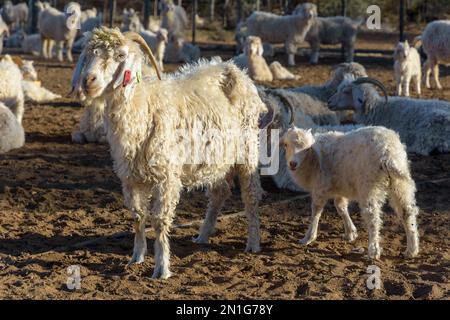 Chèvre angora avec veau Banque D'Images