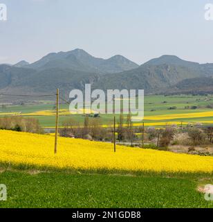 Champ de colza jaune dans la campagne espagnole. Pays basque, Basse-Pyrénées, Espagne. Banque D'Images