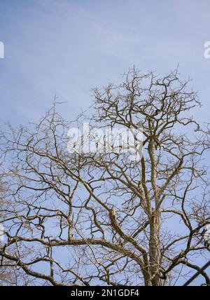 Arbre en hiver, branches sans feuilles. Banque D'Images