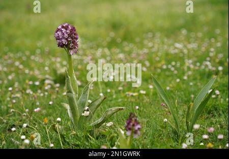 Lady Orchid, Orcis purpurea, orchidée sauvage, Navarre Espagne. Banque D'Images