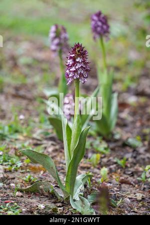 Lady Orchid, Orcis purpurea, orchidée sauvage, Navarre Espagne. Banque D'Images