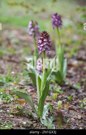 Lady Orchid, Orcis purpurea, orchidée sauvage, Navarre Espagne. Banque D'Images