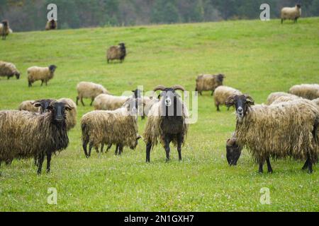 Troupeau de brebis latxa, brebis domestique originaire du pays Basque dans un champ de pâturage près de Pampelune, Navarre, Espagne. Banque D'Images