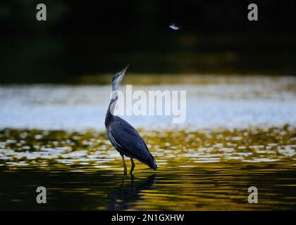 Un héron gris adulte observe une plume tombant dans l'eau dorée d'un lac au coucher du soleil. Banque D'Images