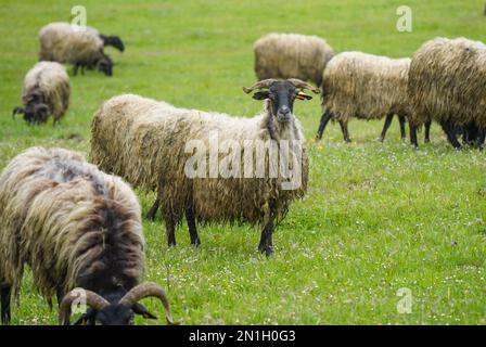 Troupeau de brebis latxa, brebis domestique originaire du pays Basque dans un champ de pâturage près de Pampelune, Navarre, Espagne. Banque D'Images