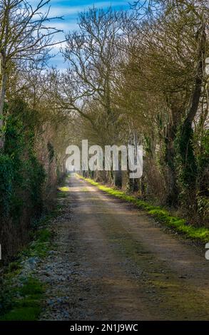 Nocton, Lincolnshire – vue sur une avenue d'arbres avec brume qui s'élève lors d'une soirée d'hiver au coucher du soleil Banque D'Images