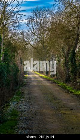 Nocton, Lincolnshire – vue sur une avenue d'arbres avec brume qui s'élève lors d'une soirée d'hiver au coucher du soleil Banque D'Images