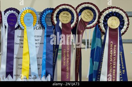 EXETER, DEVON, Royaume-Uni - gamme de rosettes 19 mai 2018 Banque D'Images