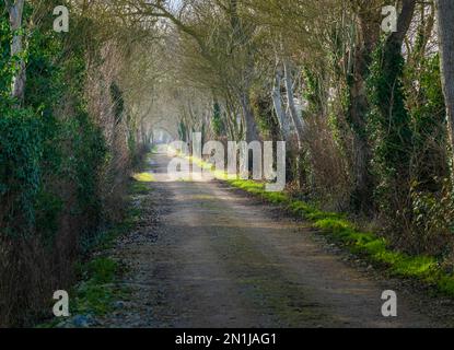 Nocton, Lincolnshire – vue sur une avenue d'arbres avec brume qui s'élève lors d'une soirée d'hiver au coucher du soleil Banque D'Images