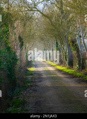 Nocton, Lincolnshire – vue sur une avenue d'arbres avec brume qui s'élève lors d'une soirée d'hiver au coucher du soleil Banque D'Images