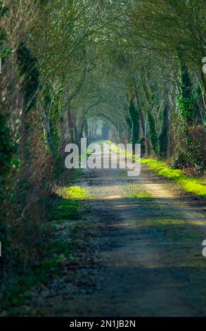 Nocton, Lincolnshire – vue sur une avenue d'arbres avec brume qui s'élève lors d'une soirée d'hiver au coucher du soleil Banque D'Images