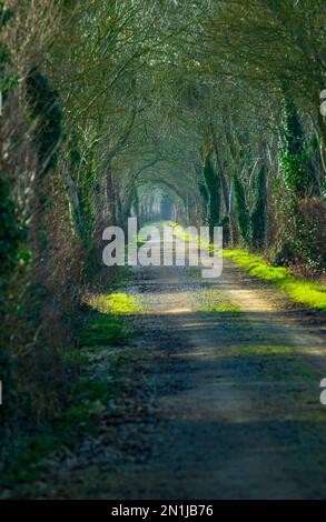 Nocton, Lincolnshire – vue sur une avenue d'arbres avec brume qui s'élève lors d'une soirée d'hiver au coucher du soleil Banque D'Images