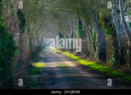 Nocton, Lincolnshire – vue sur une avenue d'arbres avec brume qui s'élève lors d'une soirée d'hiver au coucher du soleil Banque D'Images