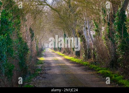 Nocton, Lincolnshire – vue sur une avenue d'arbres avec brume qui s'élève lors d'une soirée d'hiver au coucher du soleil Banque D'Images