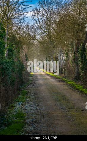 Nocton, Lincolnshire – vue sur une avenue d'arbres avec brume qui s'élève lors d'une soirée d'hiver au coucher du soleil Banque D'Images