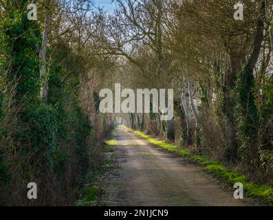 Nocton, Lincolnshire – vue sur une avenue d'arbres avec brume qui s'élève lors d'une soirée d'hiver au coucher du soleil Banque D'Images