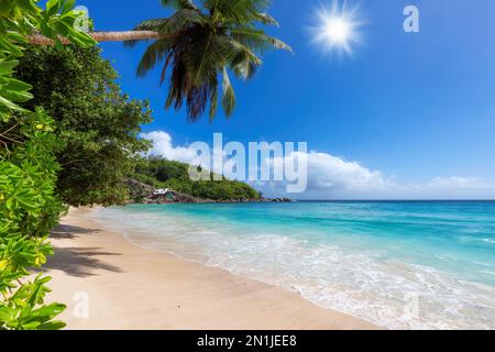 Plage tropicale ensoleillée, palmiers à noix de coco et océan Banque D'Images