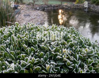 Haie de boîte. Givre sur les feuilles d'un buisson de boîte clippée à côté d'un étang à Devon, Royaume-Uni., Buxus sempervirens Banque D'Images