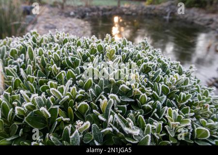 Haie de boîte. Givre sur les feuilles d'un buisson de boîte clippée à côté d'un étang à Devon, Royaume-Uni., Buxus sempervirens Banque D'Images