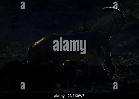 Lion (Panthera leo) silhouette rétro-éclairée du soleil couchant. L'animal se nourrit d'un Cape Buffalo. Parc national de Bwabwata, Namibie Banque D'Images