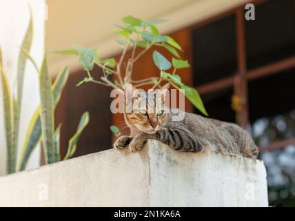 Tabby chat en face de la maison en vacances. Banque D'Images