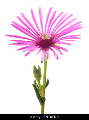 Fleur d'Iceplant de fuite isolée sur fond blanc Banque D'Images