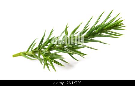 Juniper Spig isolé sur fond blanc Banque D'Images