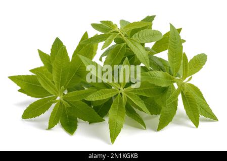 Plantes de verveine citronnée isolées sur fond blanc Banque D'Images